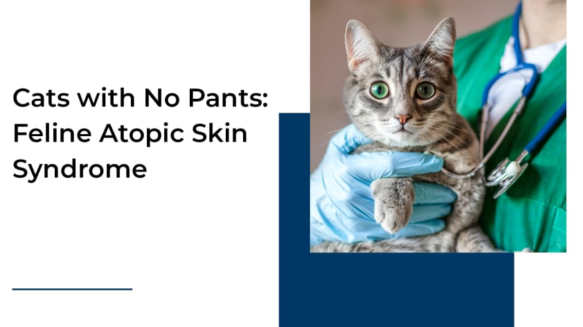 202309_BB_Cats with No Pants_823x462.png